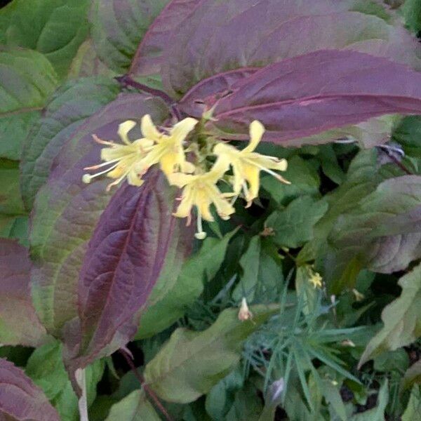 Diervilla lonicera Flower