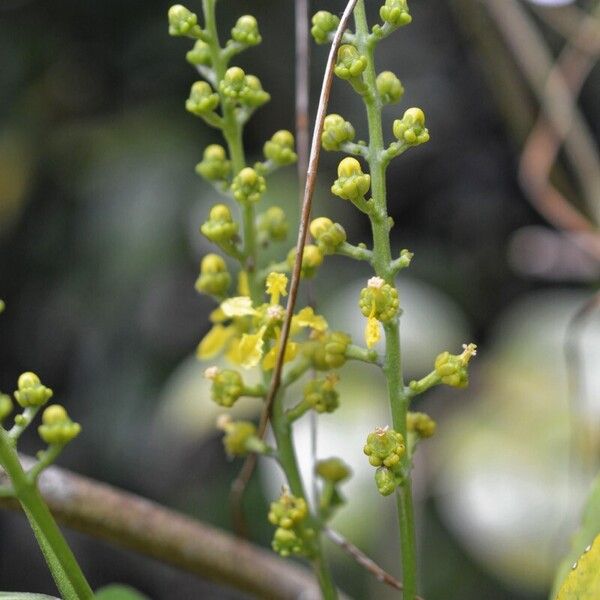 Bunchosia polystachia പുഷ്പം