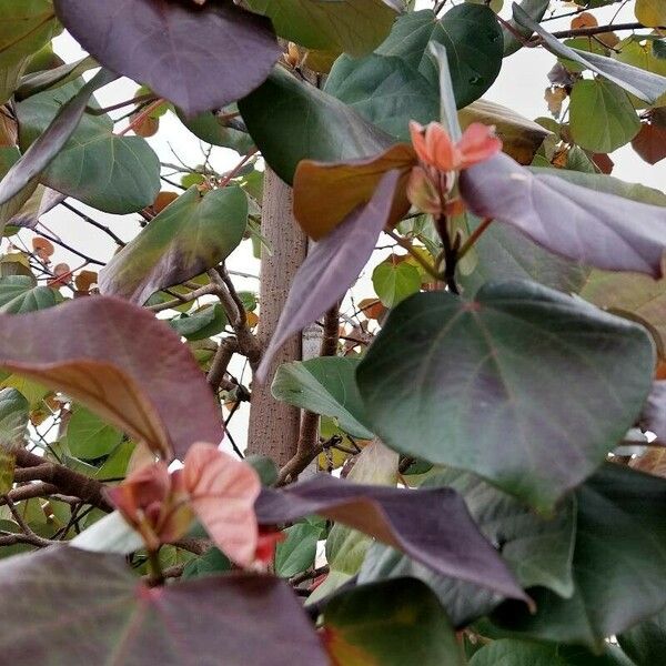 Hibiscus tiliaceus Leaf