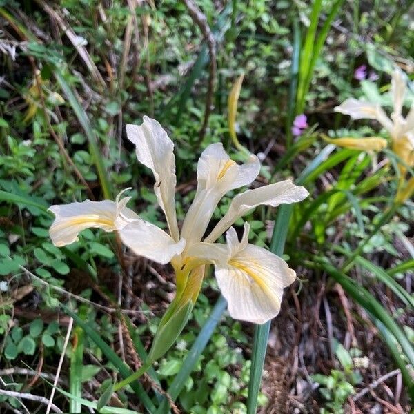 Iris hartwegii Květ