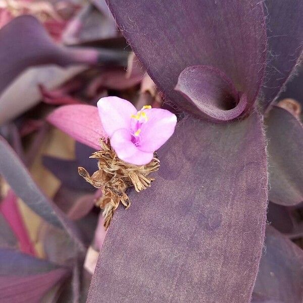 Tradescantia pallida ᱵᱟᱦᱟ