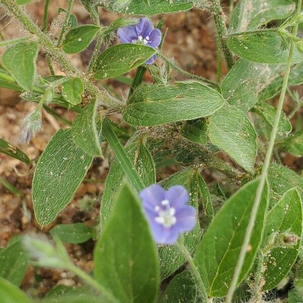 Evolvulus alsinoides Fuelha