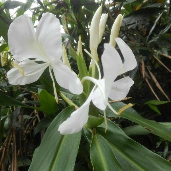 Hedychium coronarium പുഷ്പം