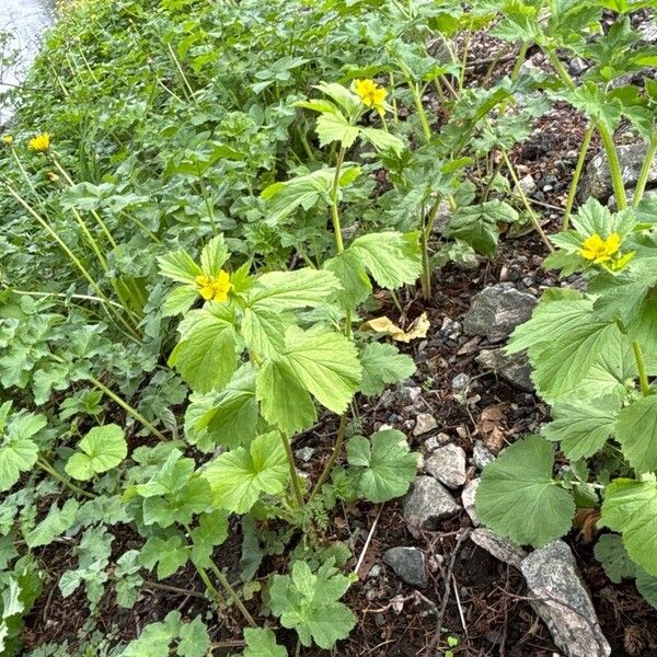 Geum macrophyllum Habit