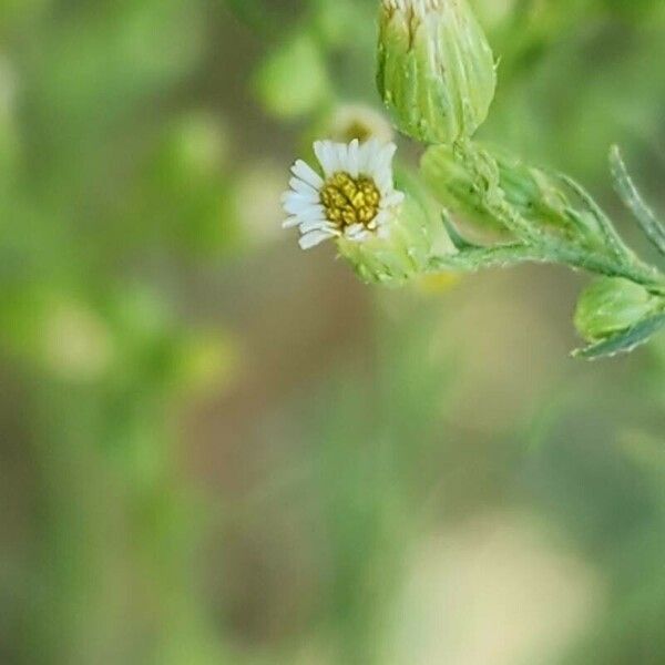 Conyza canadensis Flower