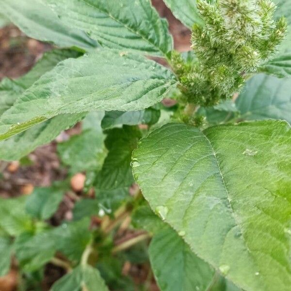 Amaranthus retroflexus Leht