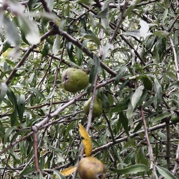 Pyrus salicifolia Fruit