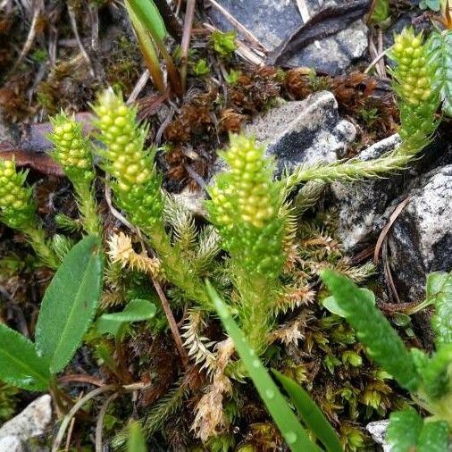 Huperzia selago Flower