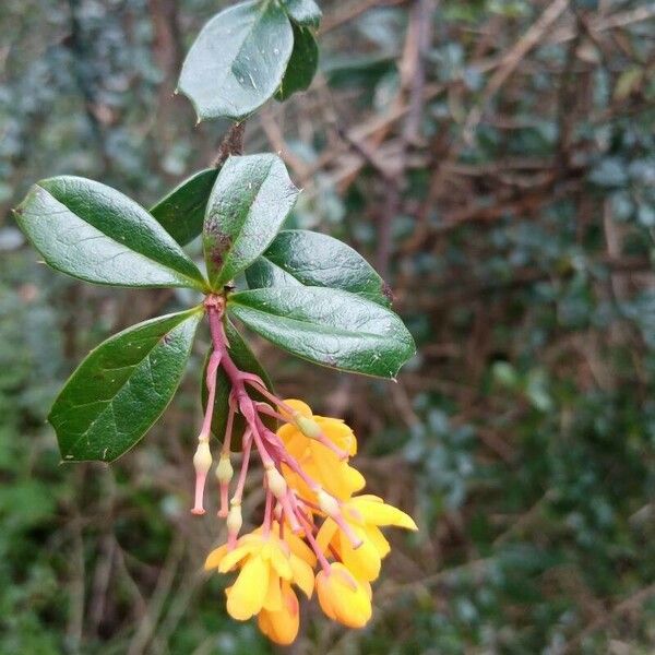 Berberis julianae Folha