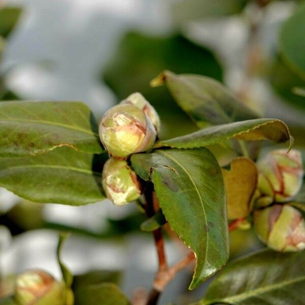 Camellia sasanqua ᱮᱴᱟᱜ