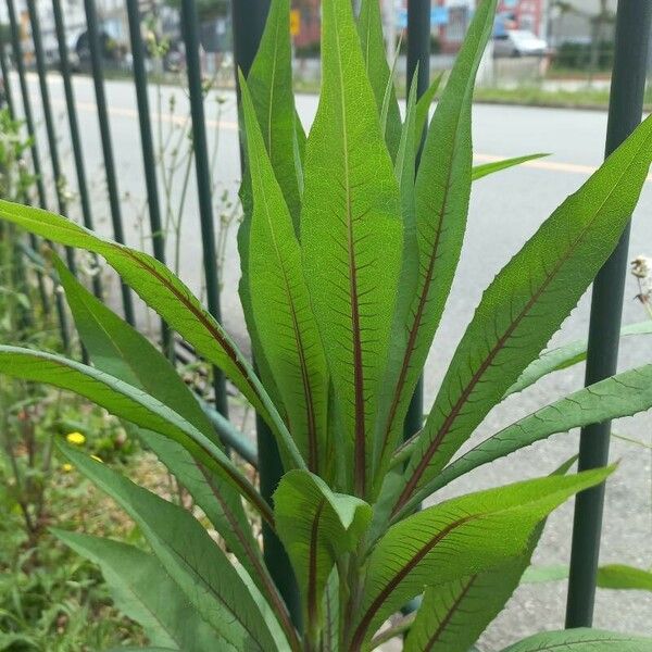 Lactuca indica Leaf