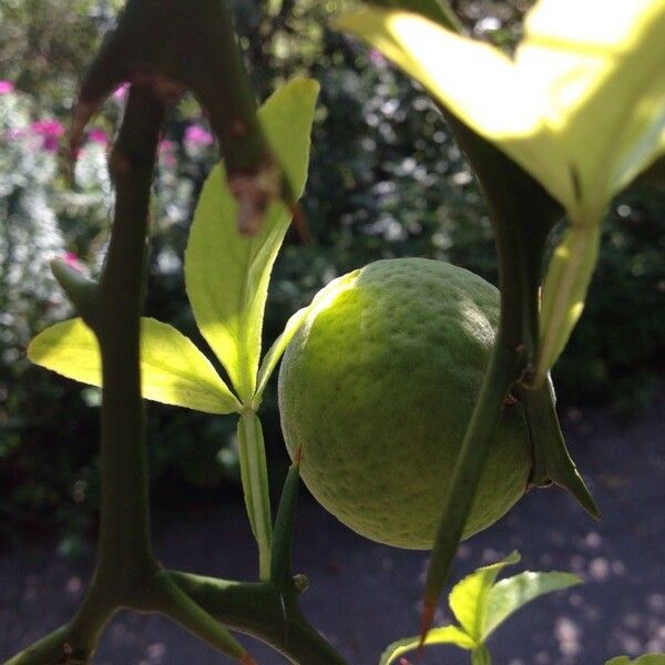 Citrus trifoliata Fruit