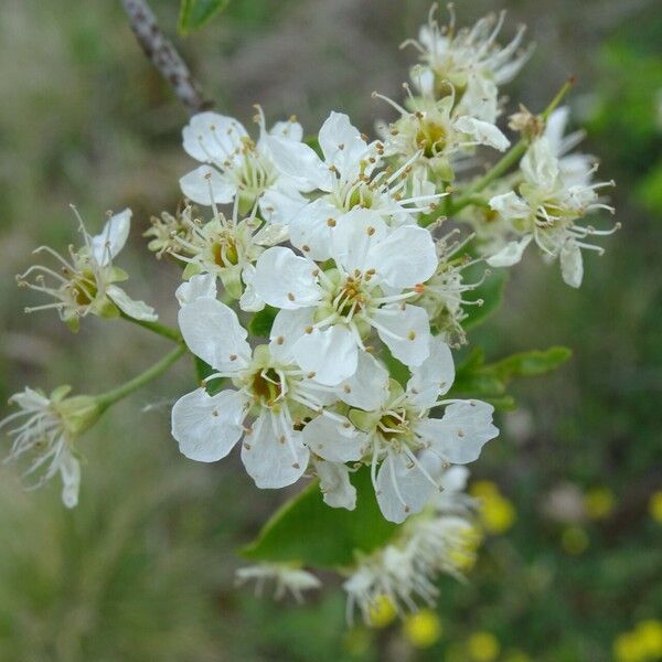 Prunus mahaleb Flower