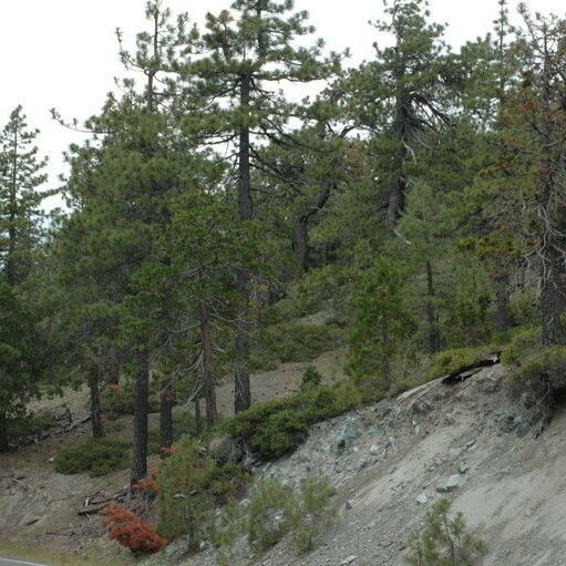 Arctostaphylos canescens 形态