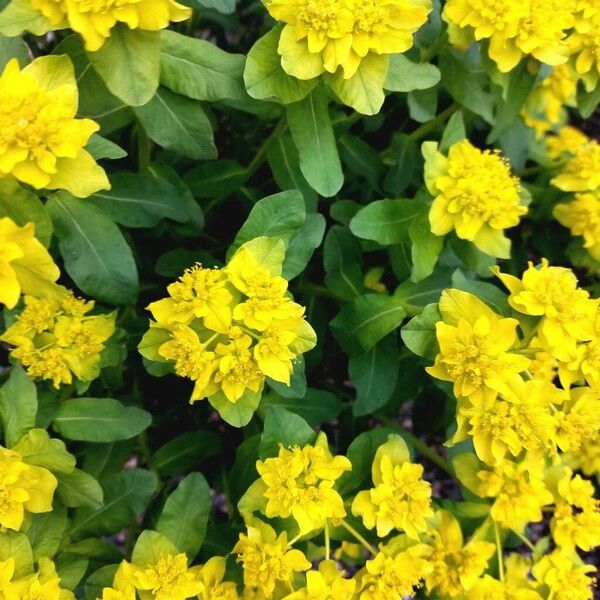 Euphorbia epithymoides Flower