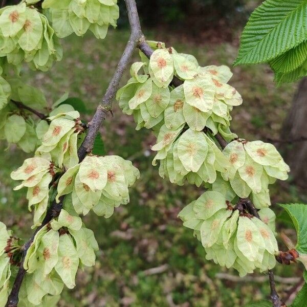 Ulmus glabra Fruit