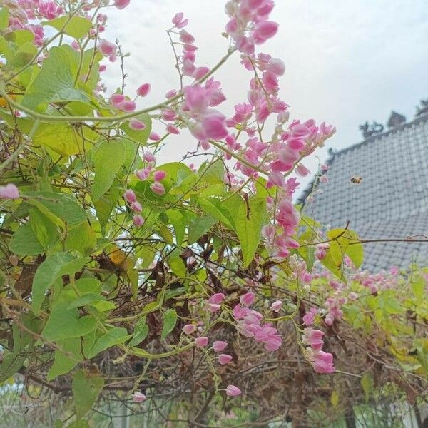 Antigonon leptopus Flor