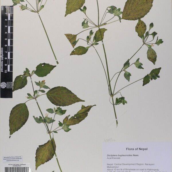 Hypoestes triflora 其他