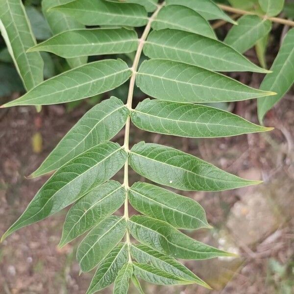 Ailanthus altissima পাতা