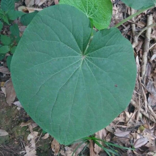 Piper umbellatum Leaf