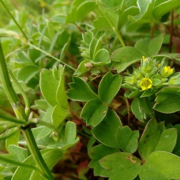 Sibbaldia procumbens Blüte