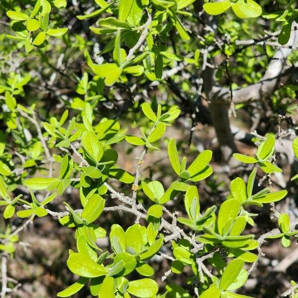 Diospyros texana Leaf