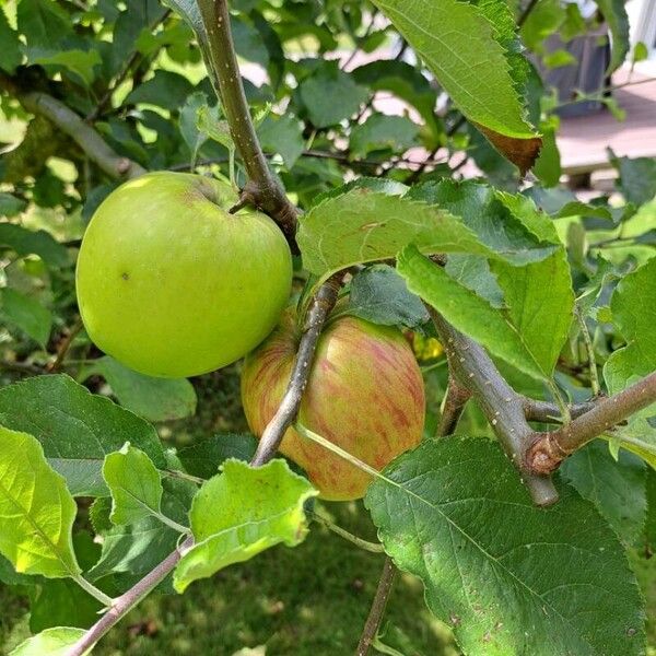 Malus domestica Plod