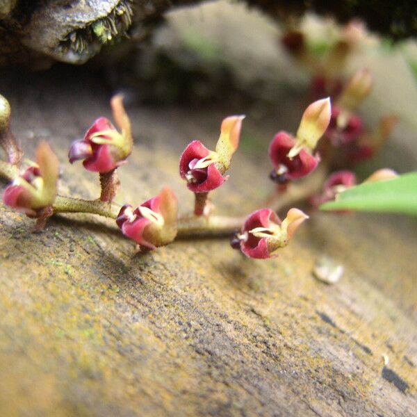 Bulbophyllum falcatum Flower