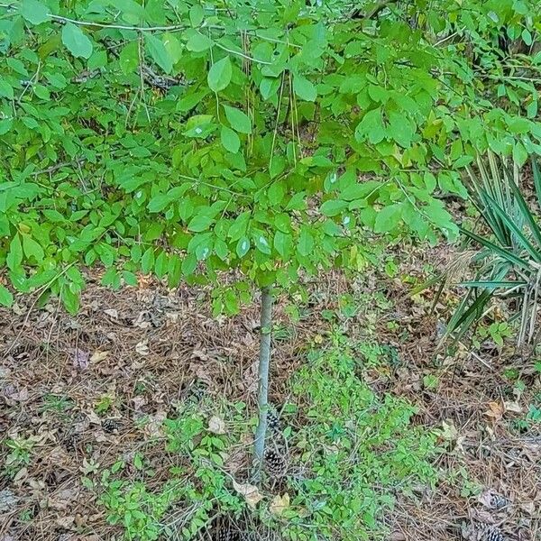 Ilex decidua Leaf