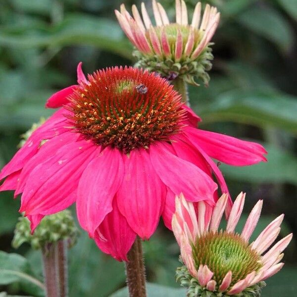 Echinacea purpurea Blodyn