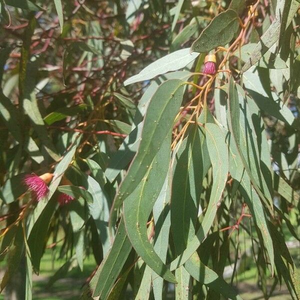 Eucalyptus leucoxylon Blatt