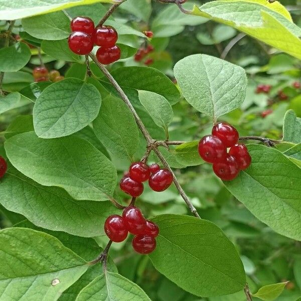 Lonicera xylosteum Fruit