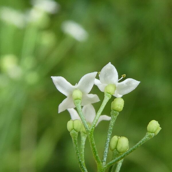 Galium lucidum Flower