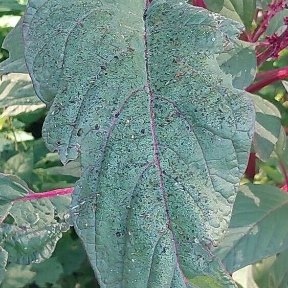 Amaranthus hypochondriacus Leaf