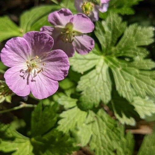 Geranium maculatum Floare