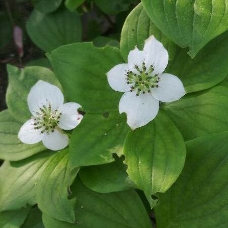 Cornus canadensis Flor