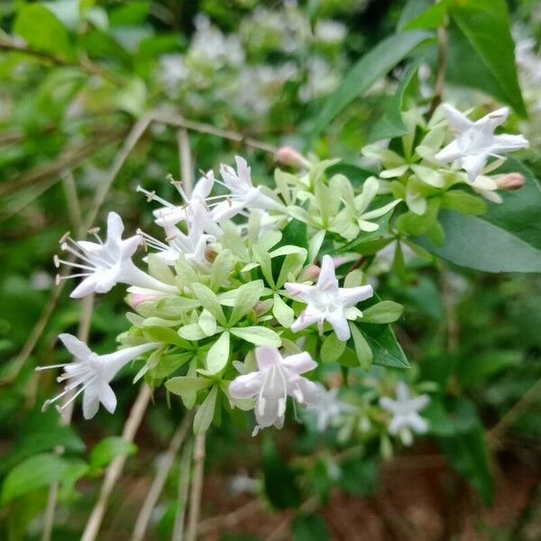 Abelia chinensis Blomst