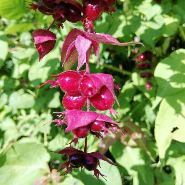 Leycesteria formosa 果実