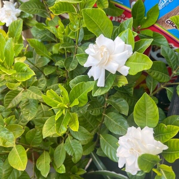 Gardenia jasminoides Žiedas