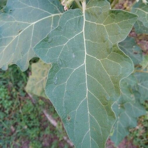 Solanum aethiopicum Hoja