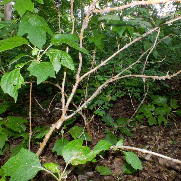 Hydrangea quercifolia 整株植物