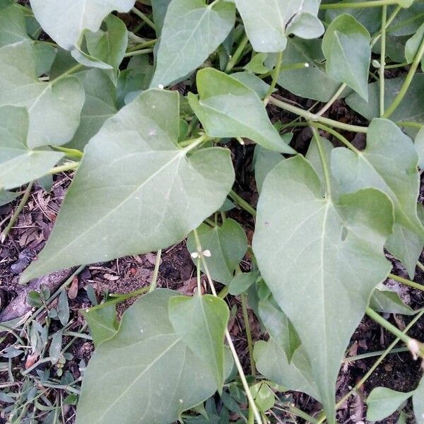 Fallopia convolvulus Leaf