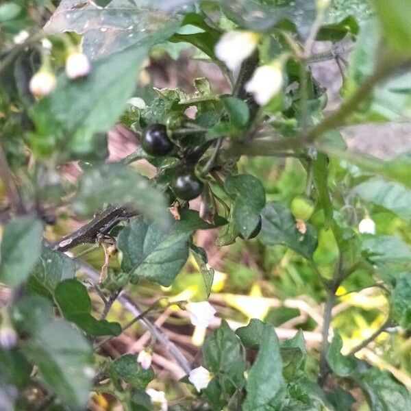 Solanum douglasii फल