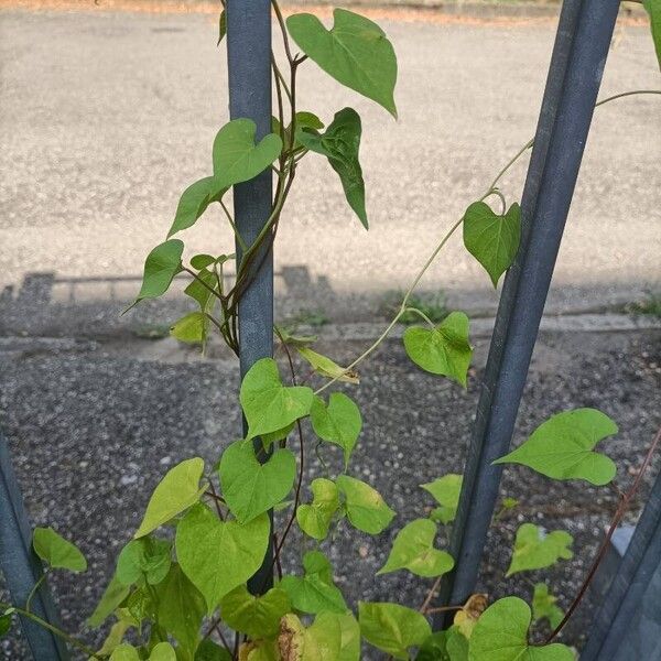 Ipomoea lacunosa Kukka