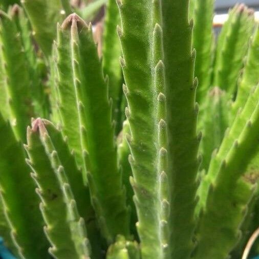 Stapelia hirsuta Habit