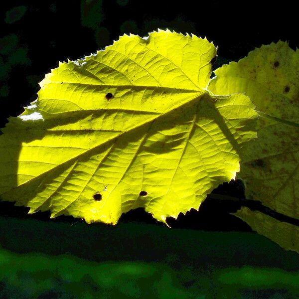 Tilia platyphyllos Frunză