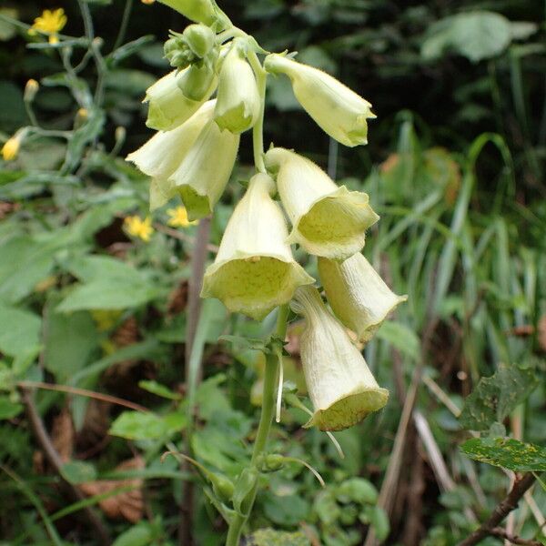 Digitalis grandiflora Flower