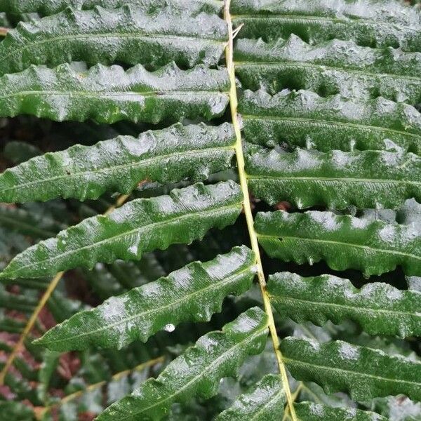 Blechnum cordatum Fulla