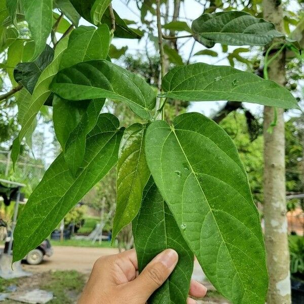 Ficus variegata Liść