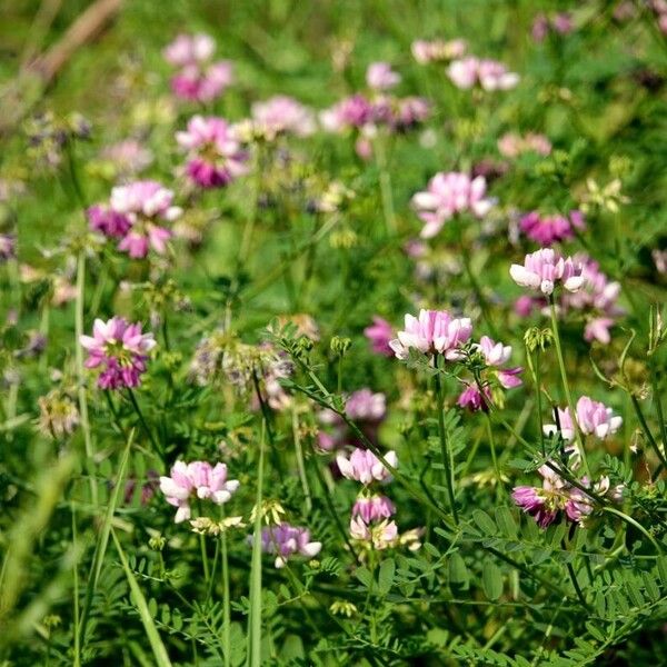 Coronilla varia Vekstform